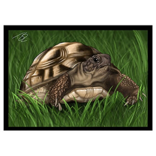 Tortoise Greeting Card