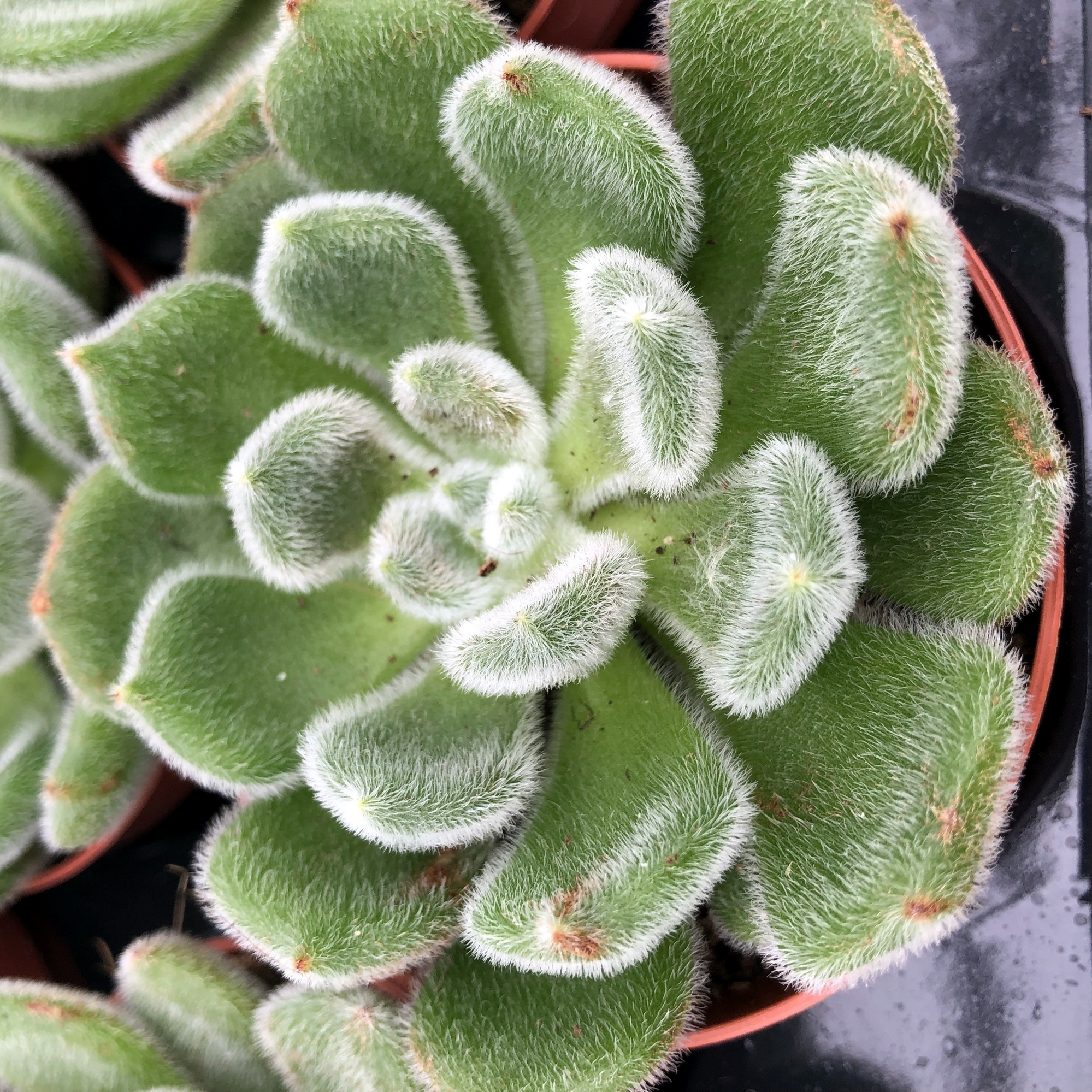 Pro Rep Live Edible Plant - Echeveria Setosa, Large