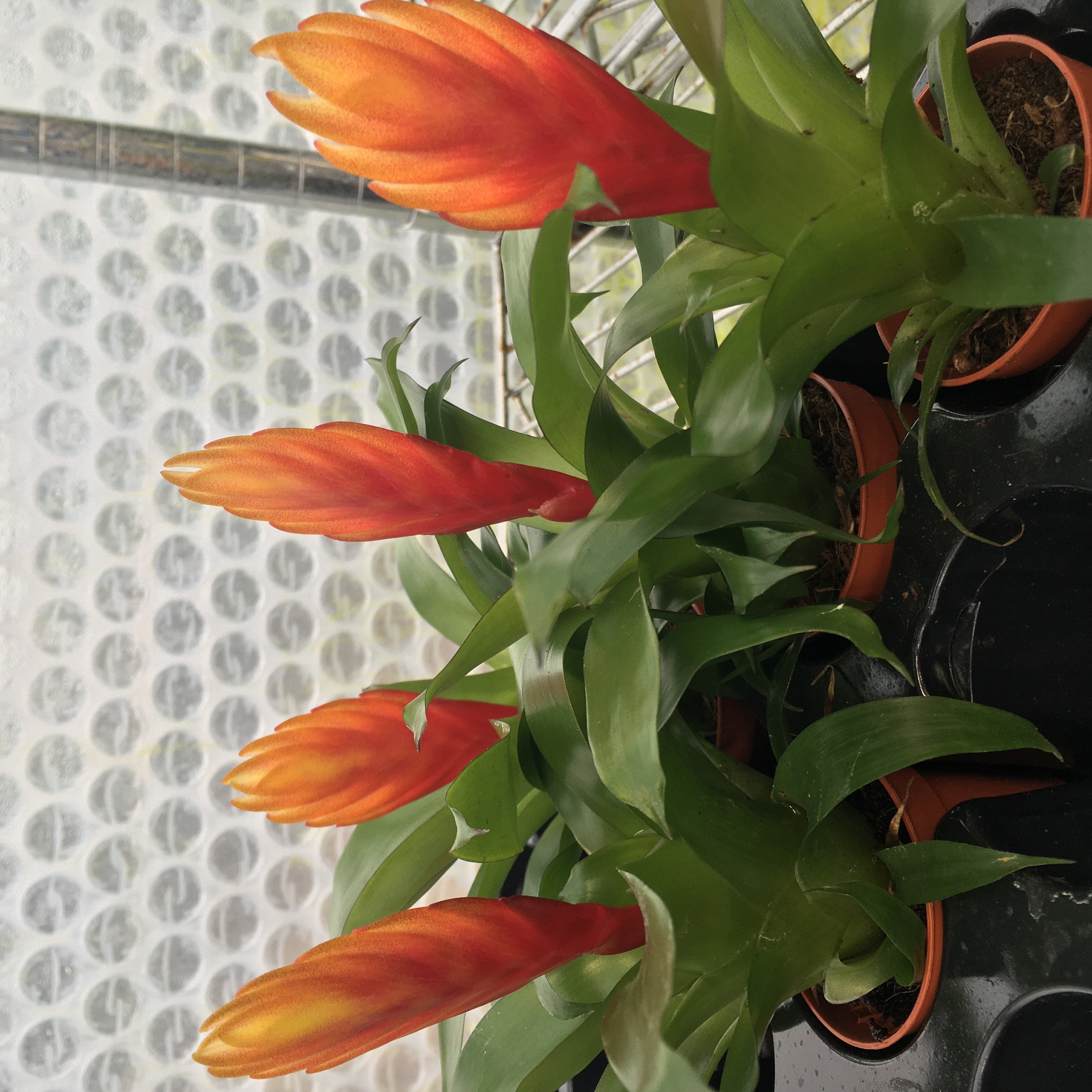 Pro Rep Live Edible Plant - Orange Spike Bromeliad, Small ***** CURRENTLY OUT OF STOCK*****