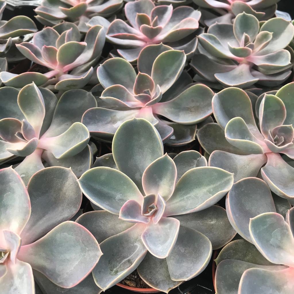 Pro Rep Live Edible Plant - Echeveria Purple Perle, 8.5cm Pot