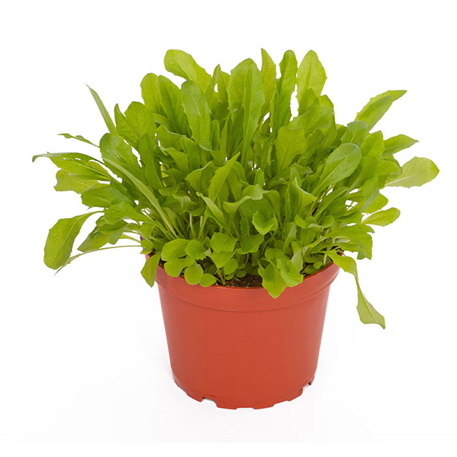 Pro Rep Live Edible Plant - Dandelion, 10cm Pot ***** CURRENTLY OUT OF STOCK*****