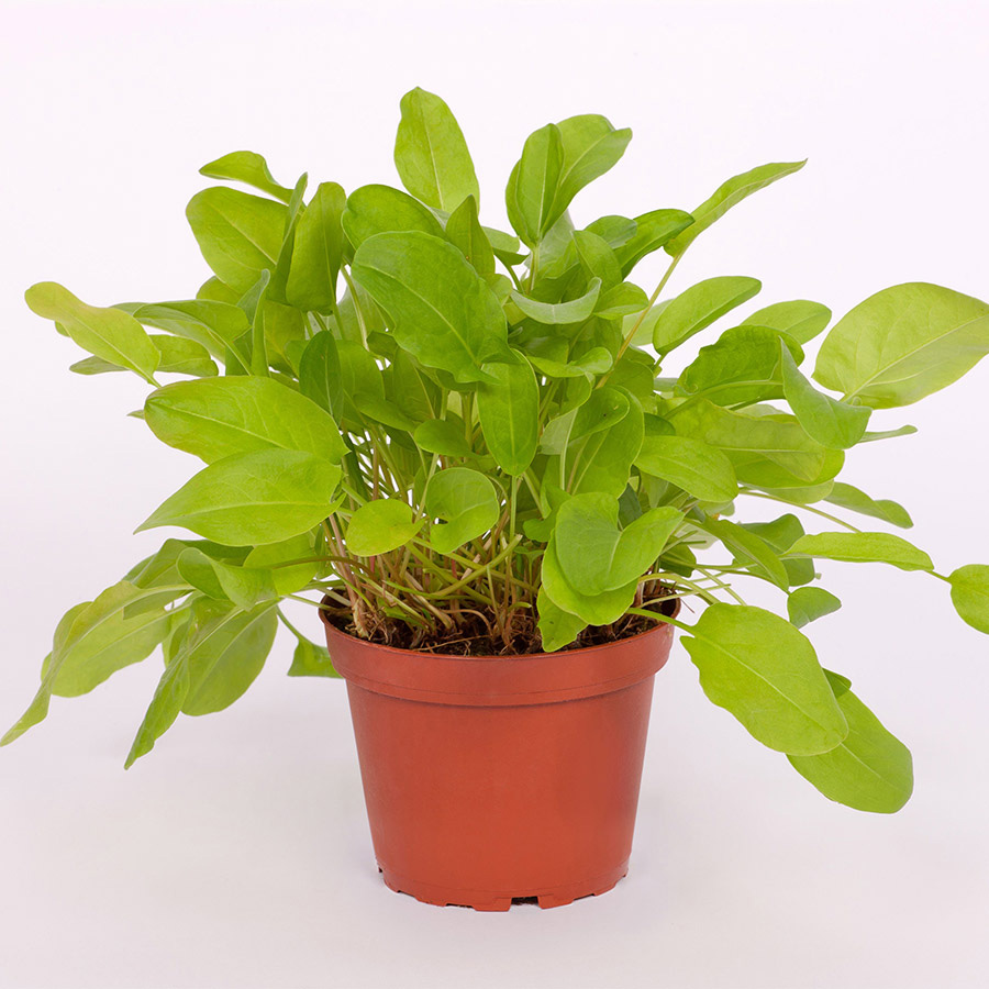 Pro Rep Live Edible Plant - Common Sorrel, 10cm Pot ***** CURRENTLY OUT OF STOCK*****