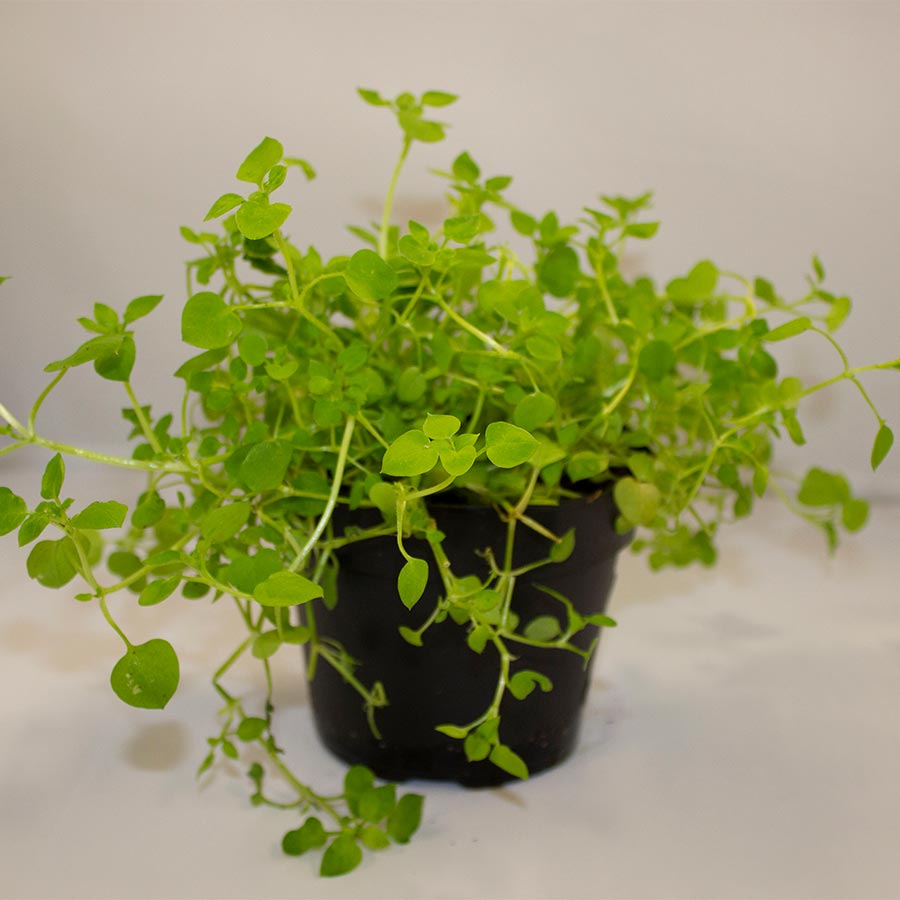 Pro Rep Live Edible Plant - Chickweed, 10cm Pot ***** CURRENTLY OUT OF STOCK*****