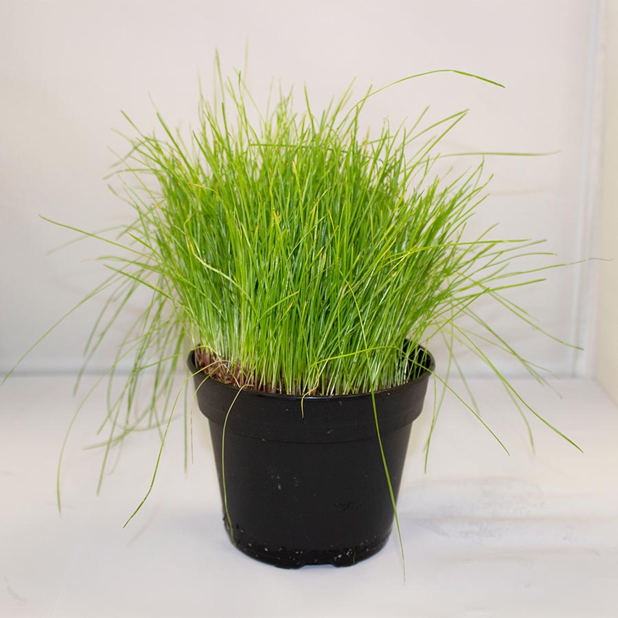 Pro Rep Live Edible Plant - Fine Forage Grass, 10cm Pot ***** CURRENTLY OUT OF STOCK*****