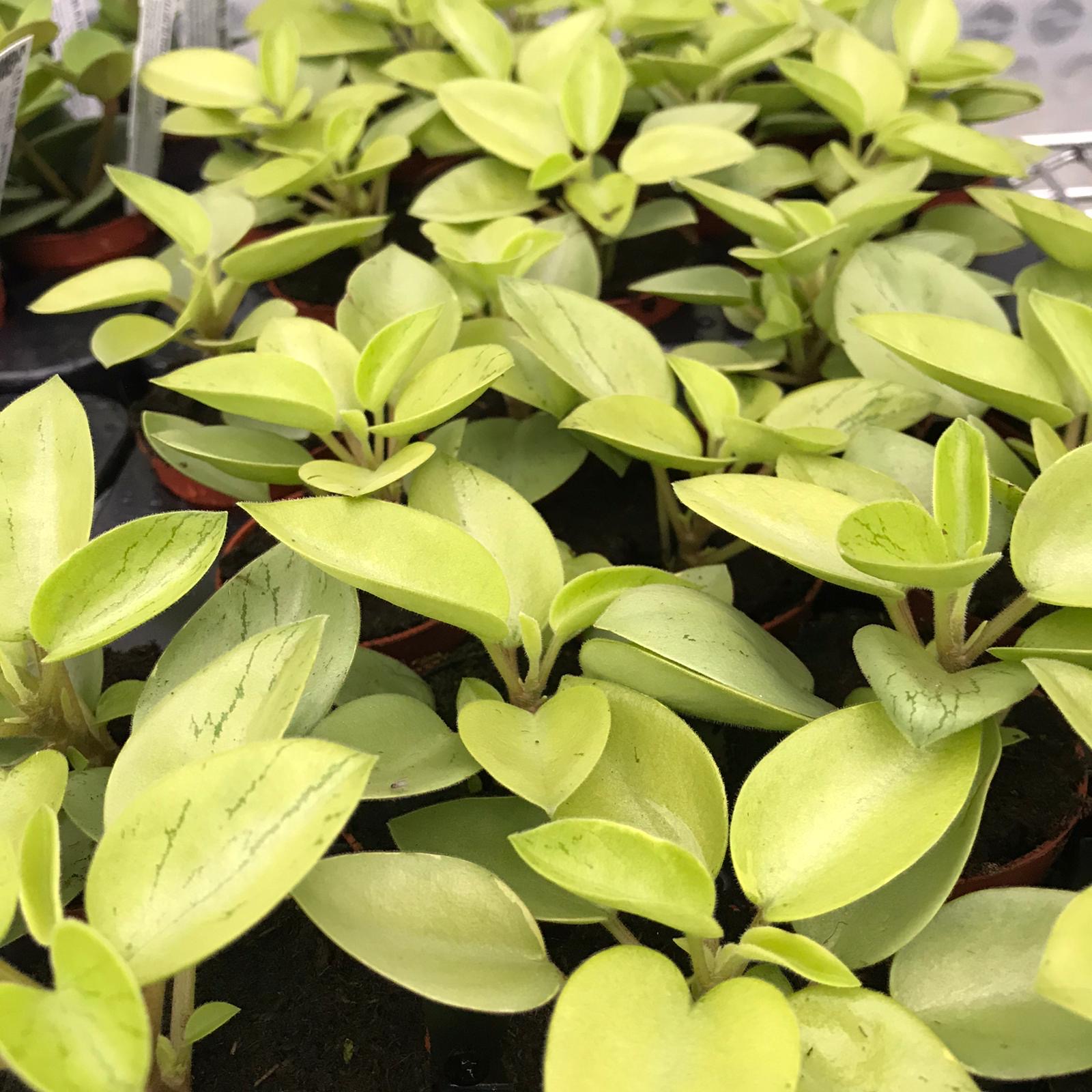 Pro Rep Live Edible Plant - Pixie Peperomia, Medium