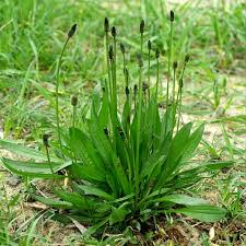 Lucky Reptile Herb Garden, Ribwort Seeds 3g ***** CURRENTLY OUT OF STOCK *****