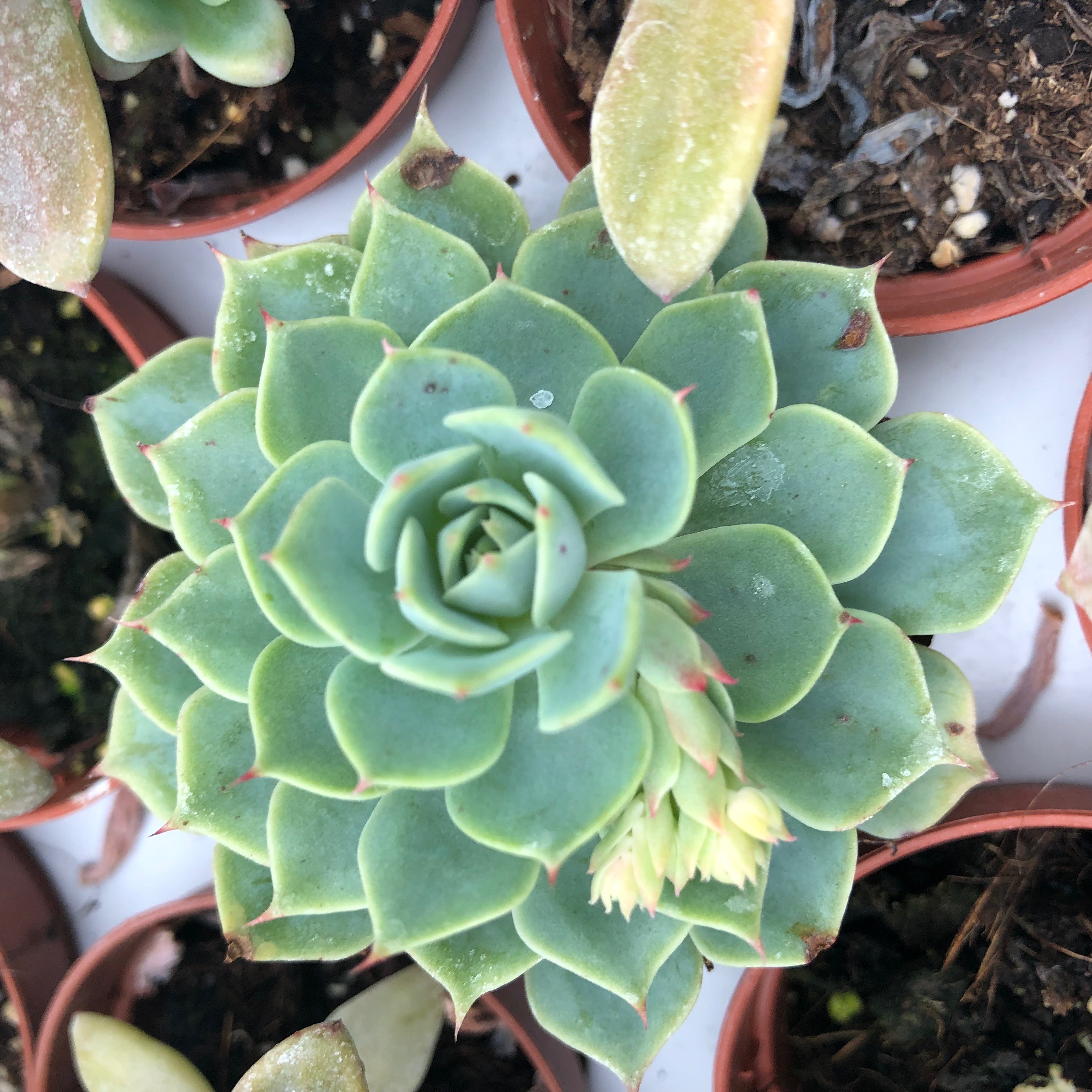 Pro Rep Live Edible Plant - Echeveria Agavoides, 8.5cm Pot