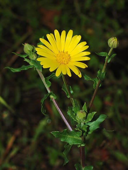 Lucky Reptile Herb Garden, Calendula Seeds 3g