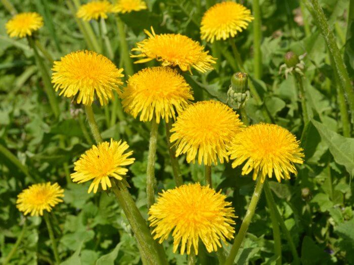 Lucky Reptile Herb Garden, Dandelion Seeds 3g ***** CURRENTLY OUT OF STOCK*****