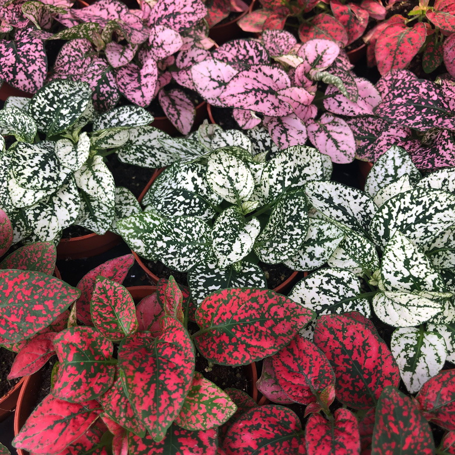 Pro Rep Live Edible Plant - Fittonia (Assorted), Medium