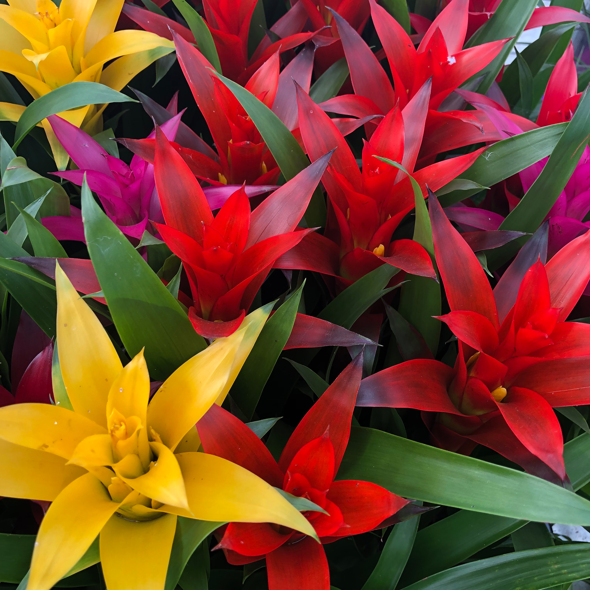 Pro Rep Live Edible Plant - Guzmania