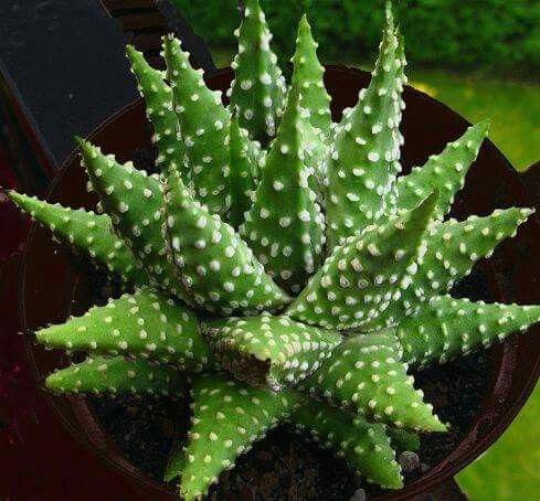 Pro Rep Live Edible Plant - Haworthia Margaritafera , 8.5cm Pot