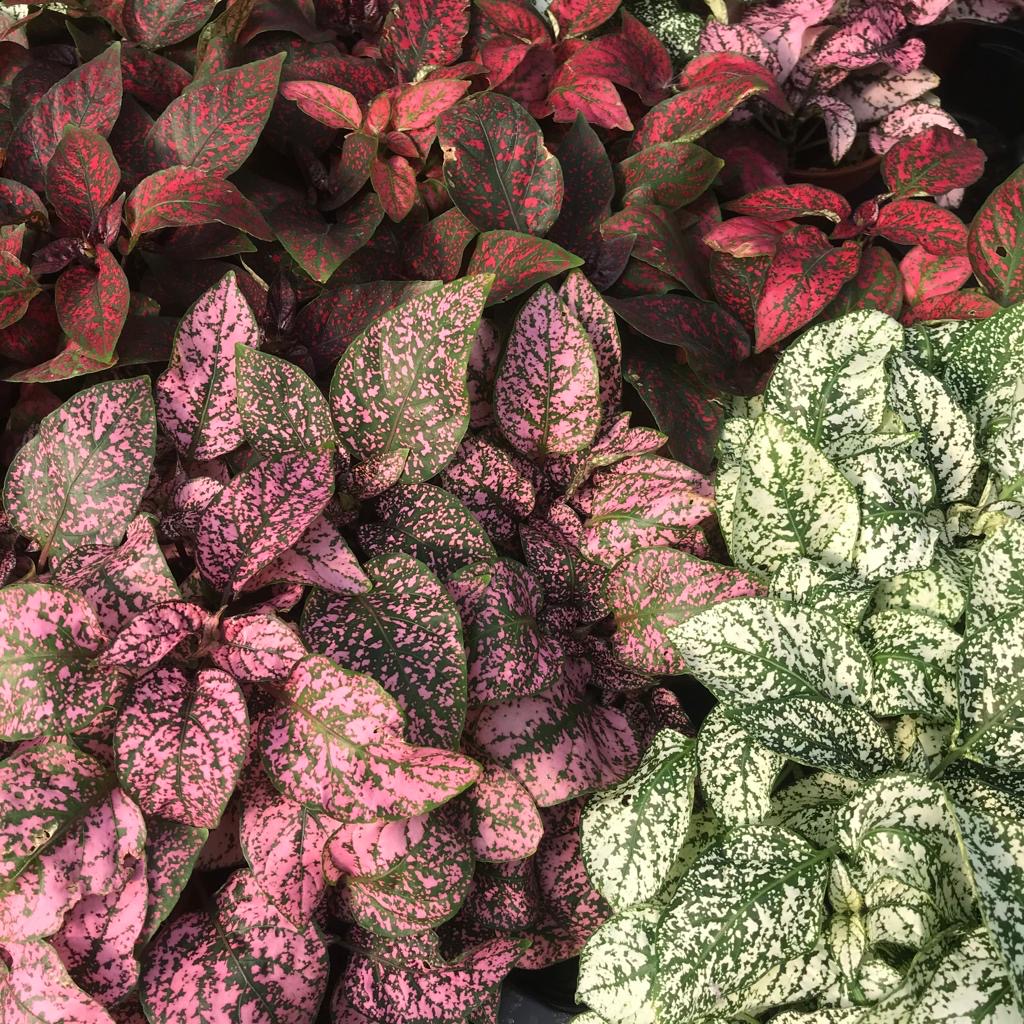 Pro Rep Live Edible Plant - Polka Dot Plant, Medium ***** CURRENTLY OUT OF STOCK *****
