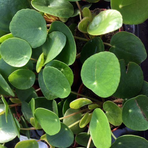 Pro Rep Live Edible Plant - Chinese Money Plant (Pilea Peperomioides) Medium