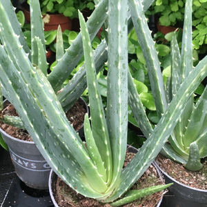 Pro Rep Live Edible Plant - Aloe Vera, Large