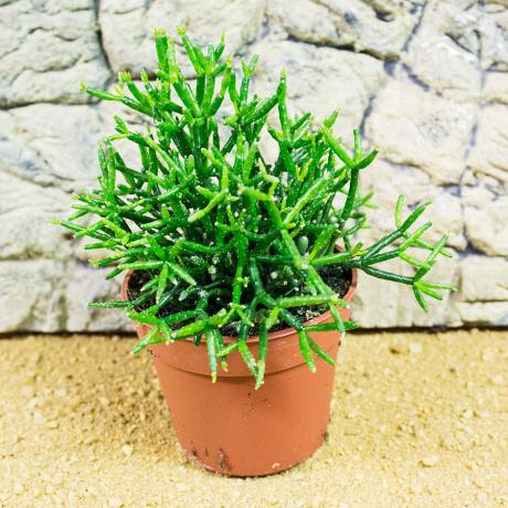 Pro Rep Live Edible Plant - Drunkards Dream Cactus (Hatiora)
