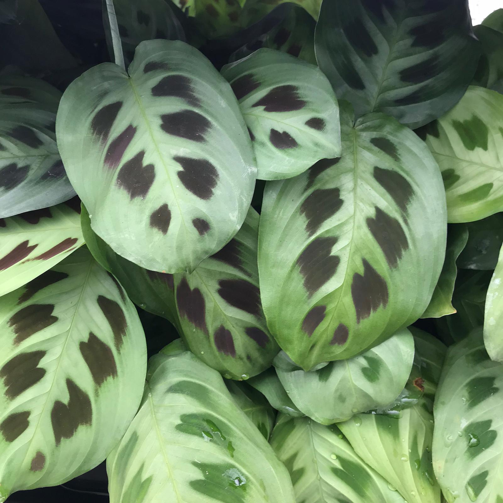 Pro Rep Live Edible Plant - Maranta (Maranta leuconeura), Medium ***** CURRENTLY OUT OF STOCK *****