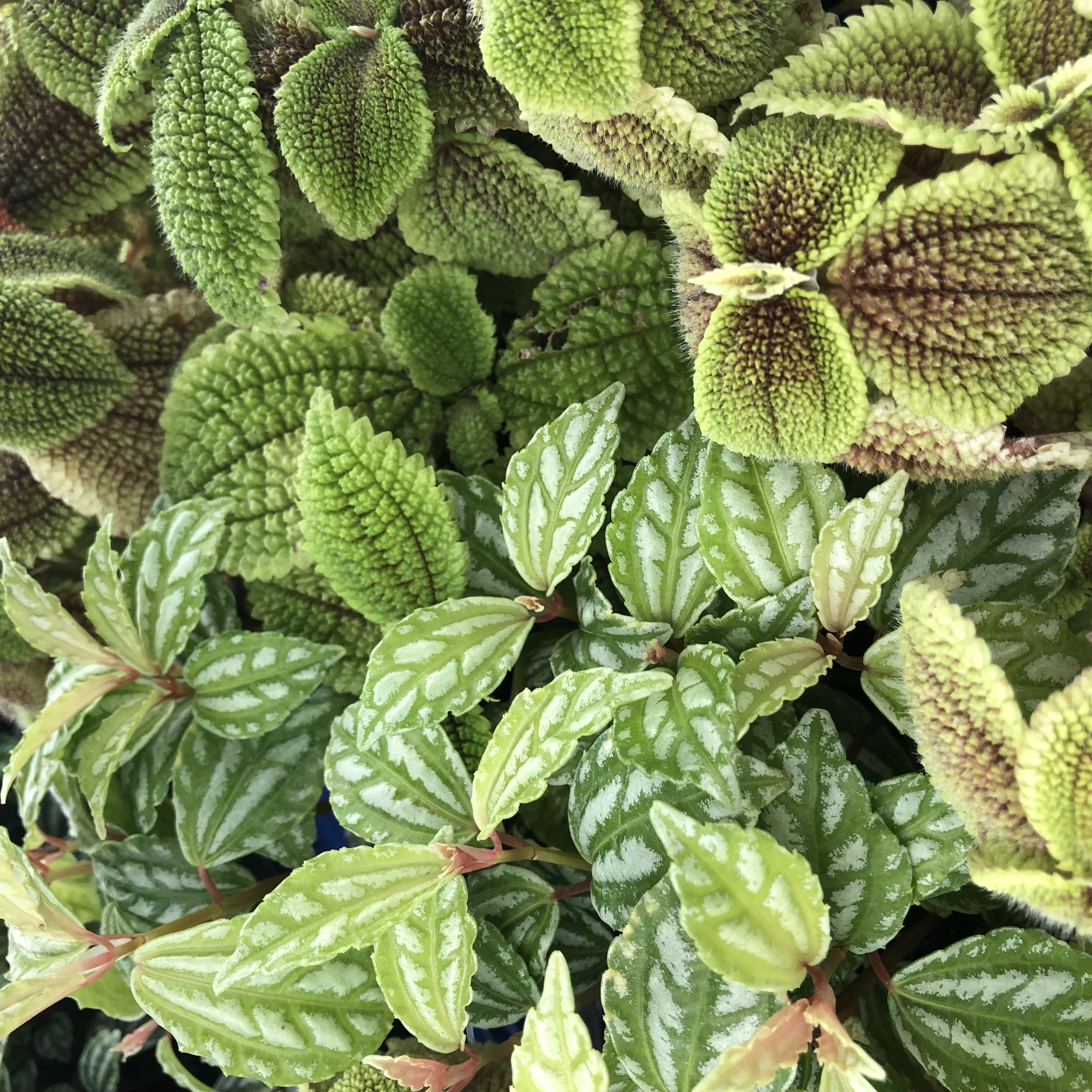 Pro Rep Live Edible Plant - Pilea, Medium ***** CURRENTLY OUT OF STOCK *****