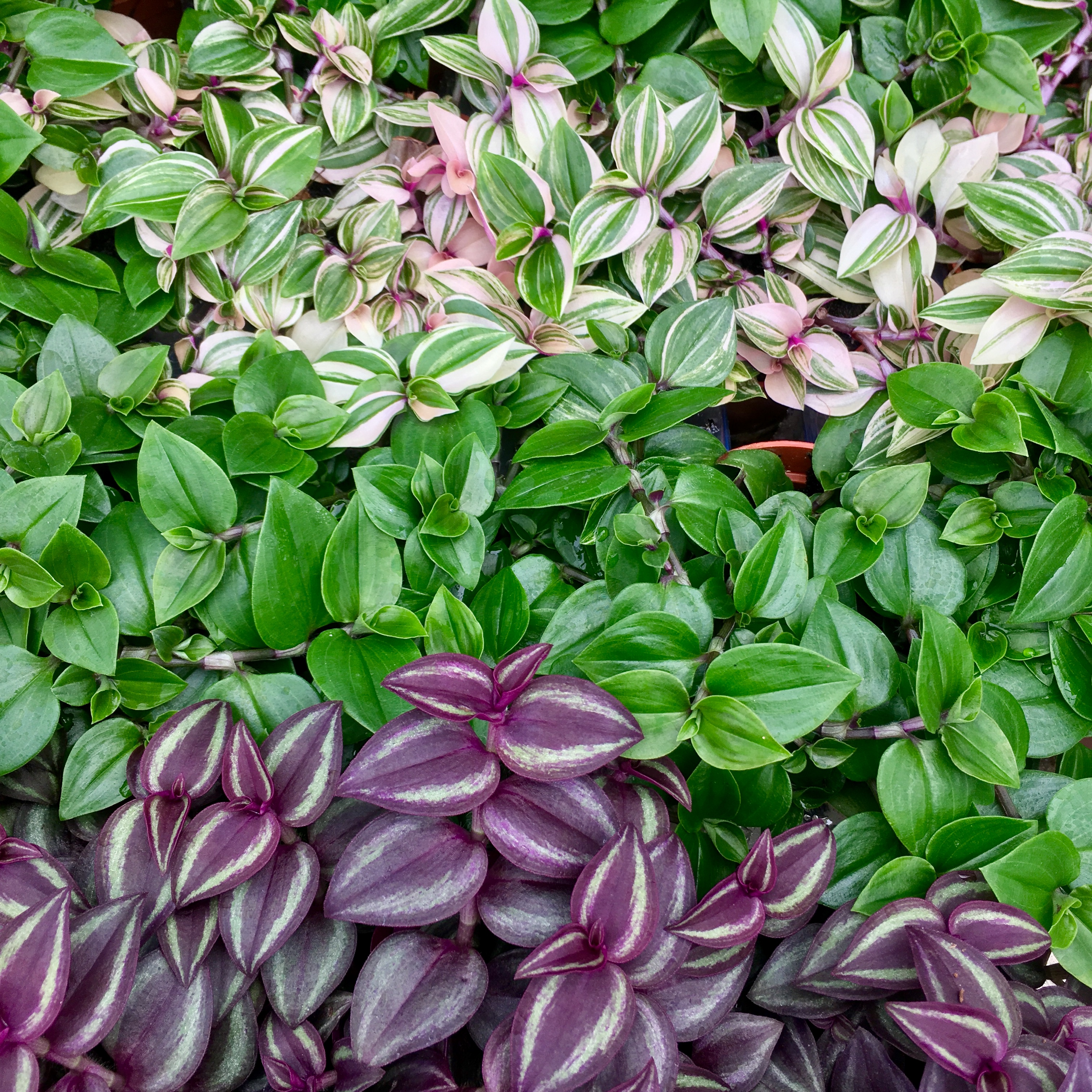 Pro Rep Live Edible Plant - Tradiscantia, Large