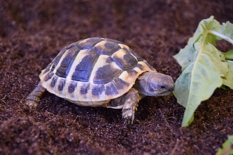 Eastern Hermann’s Tortoise including a Large Complete Package