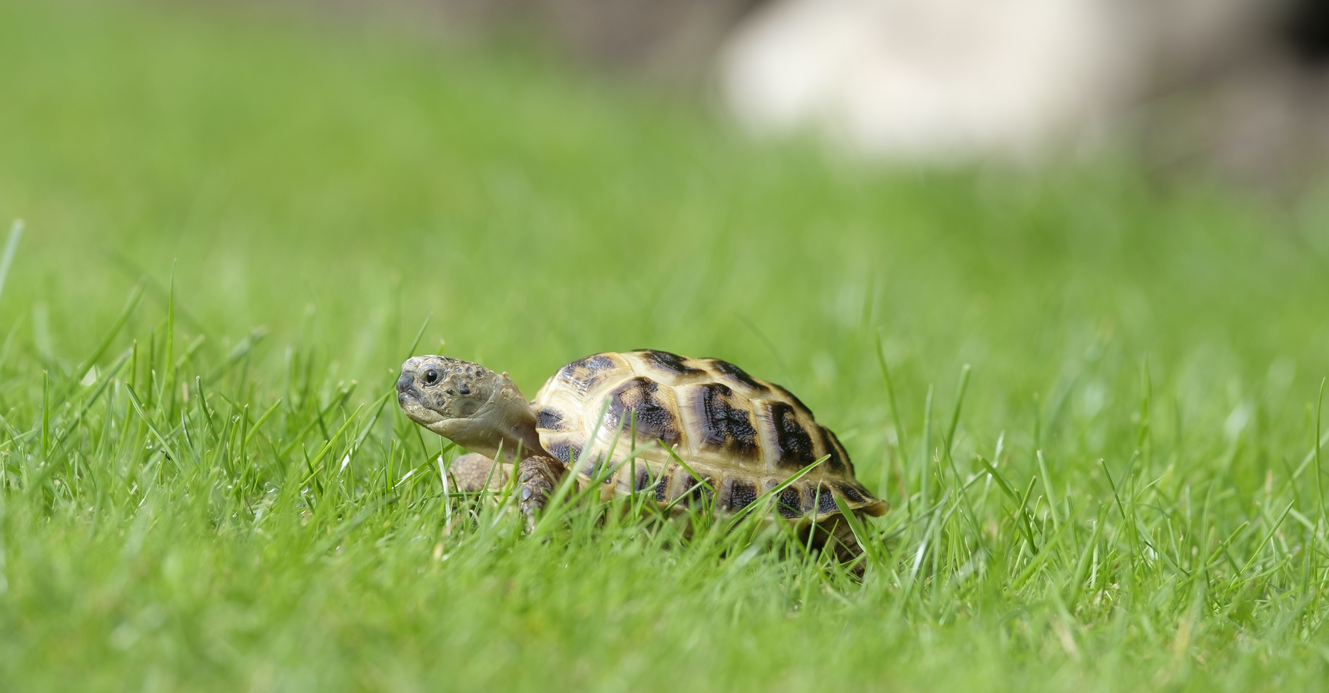 Horsfield Tortoise – Testudo (Agrionemys) Horsfieldii (CB 2021)