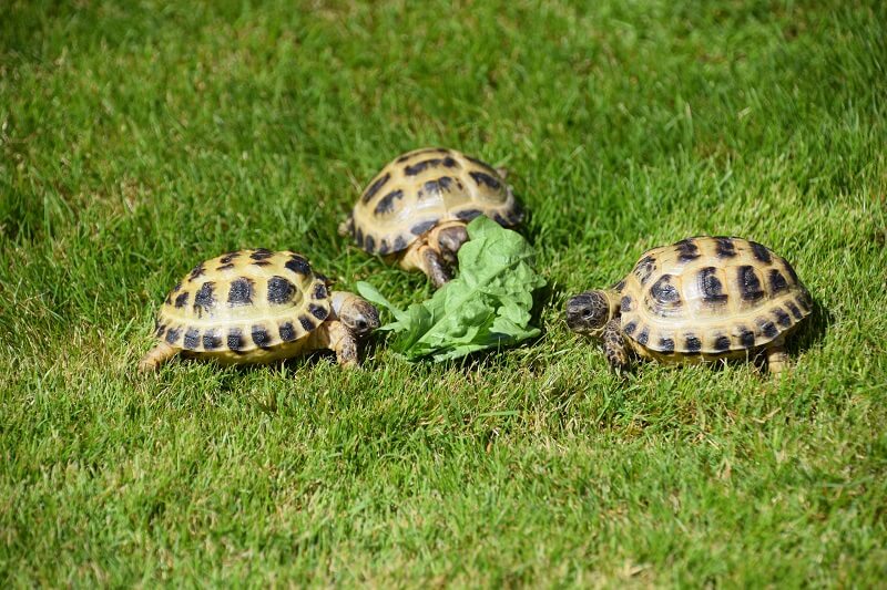 Horsfield Tortoise – Testudo (Agrionemys) Horsfieldii (CB 2021)