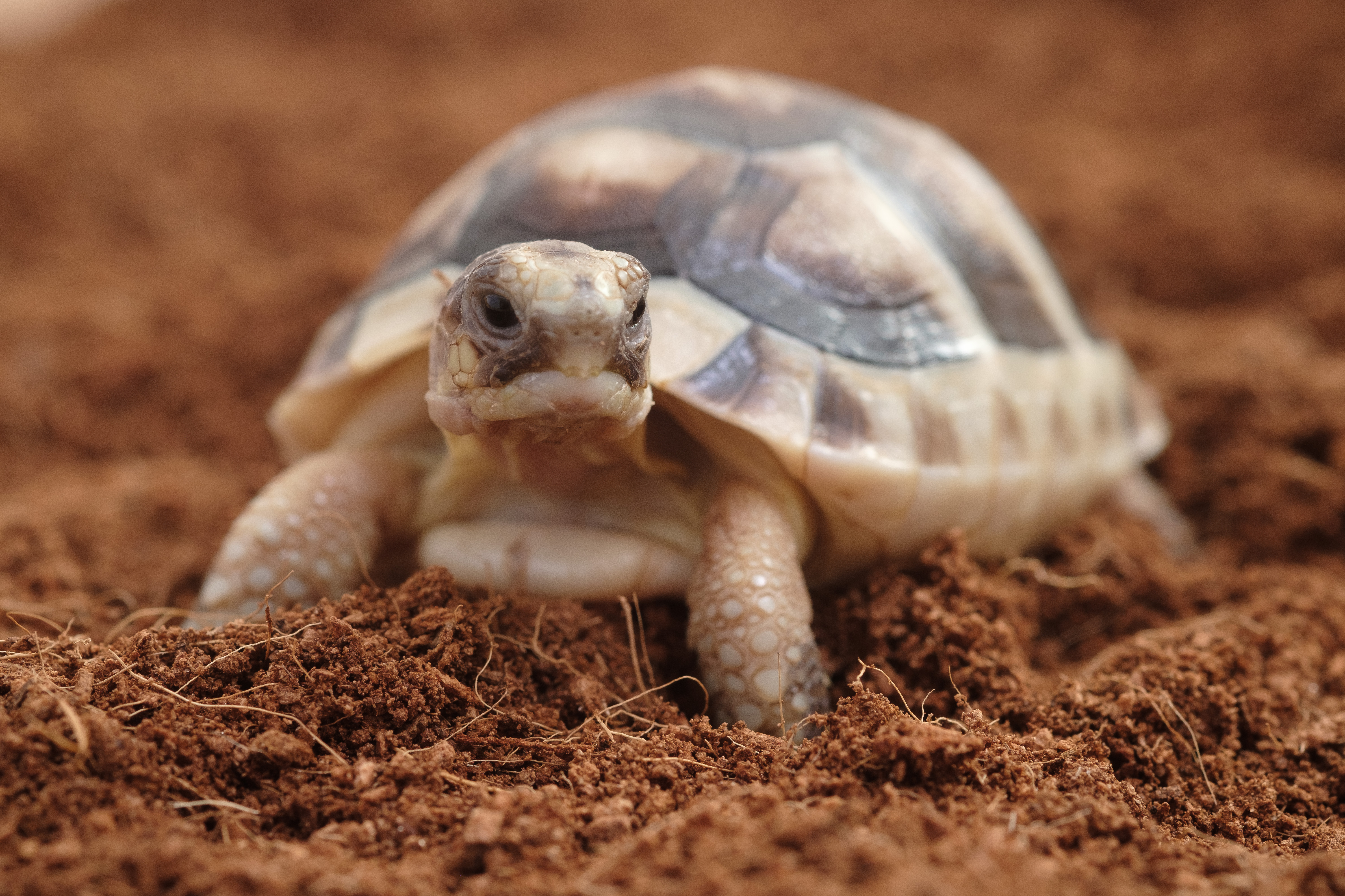 Marginated Tortoise – Testudo Marginata (UK CB July 2021)