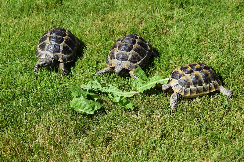 Mediterranean Spur-Thighed Tortoise - Testudo Graeca (UK CB July 2021)