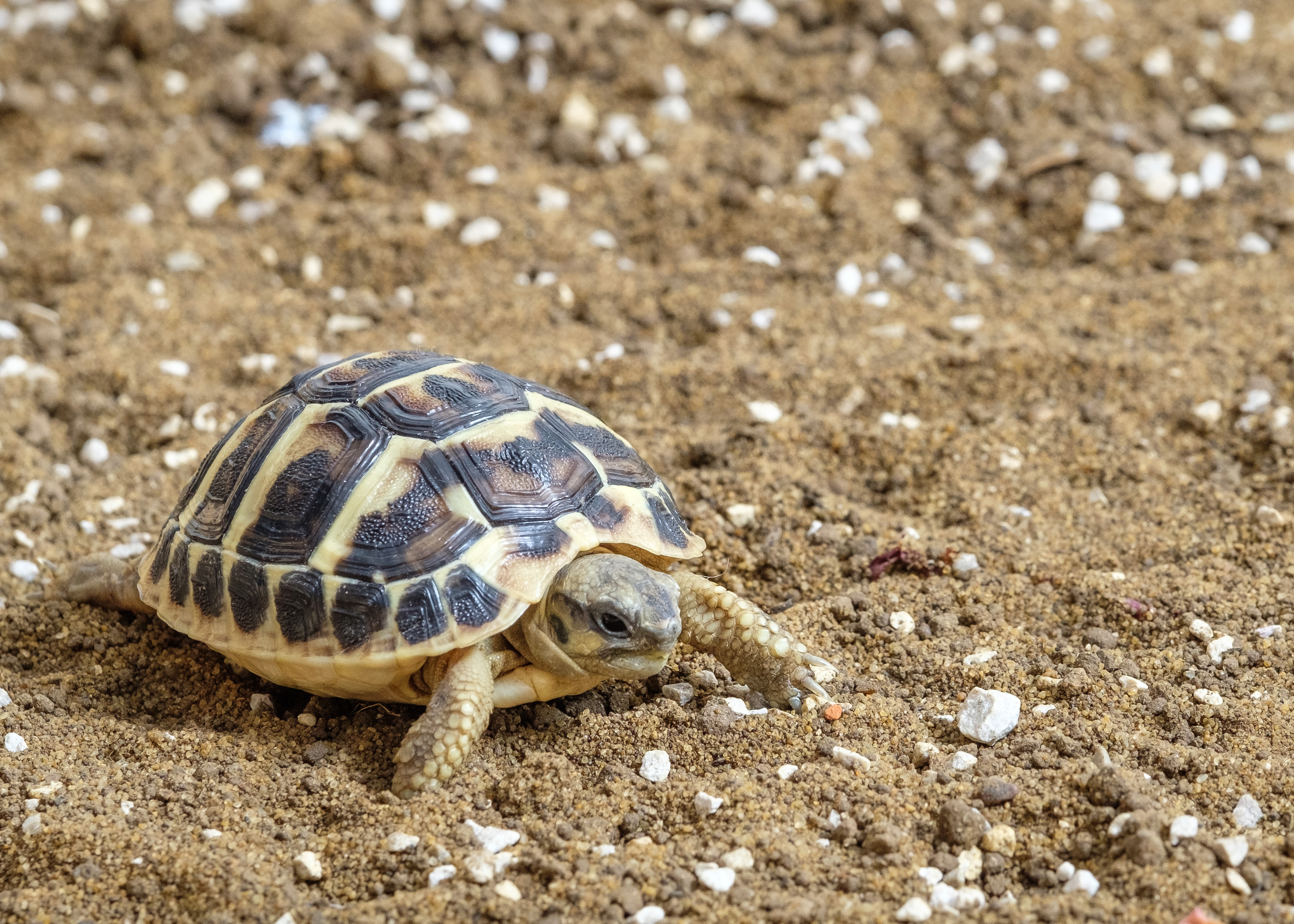 Western Hermann's 'Dwarf' Tortoise - Testudo Hermanni (UK CB July 2021, Incubated female)
